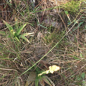Aletris bracteata