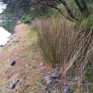 Juncus semisolidus