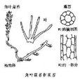 藻苔目 藻苔目