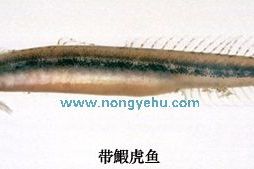 帶鰕虎魚屬 帶鰕虎魚屬
