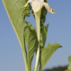 Jaborosa odonelliana