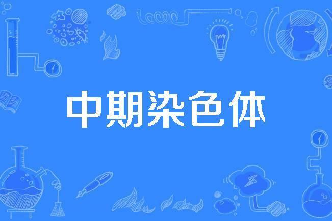 中期染色體 中期染色體