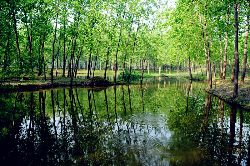 泗陽平原林海景區