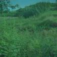 王棗子茶 王棗子茶