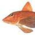 鰭魚科 鰭魚科