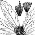 重羽菊 重羽菊