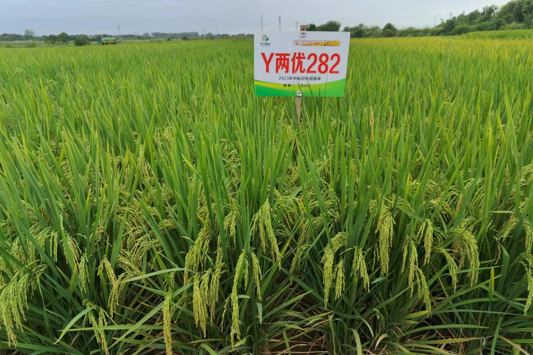 Y兩優282 Y兩優282