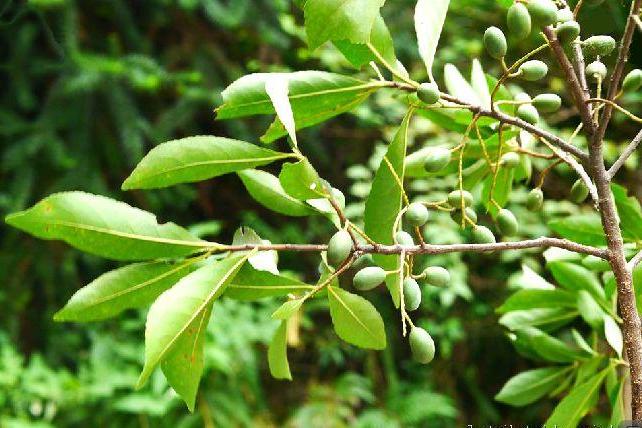 山杜英(華南杜英) 山杜英(華南杜英)