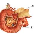 胰腺纖維化 胰腺纖維化