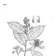 破布葉(椴樹科植物) 破布葉(椴樹科植物)