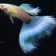 燙尾病 燙尾病