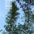 苦綠竹 苦綠竹