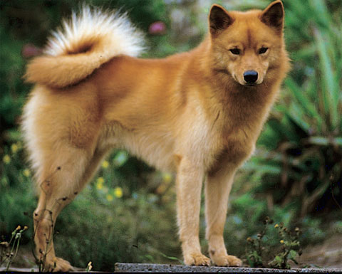 芬蘭狐狸犬外貌