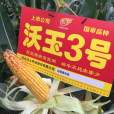 沃玉3號 沃玉3號