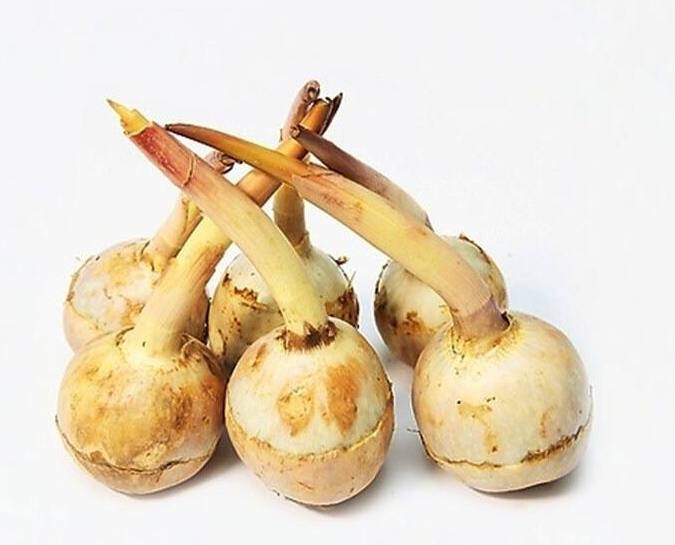 平樂慈姑 平樂慈姑