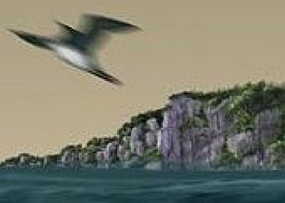 Loon Dreaming