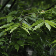 蕉木 蕉木