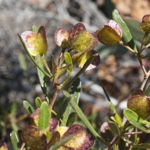 Dodonaea amblyophylla