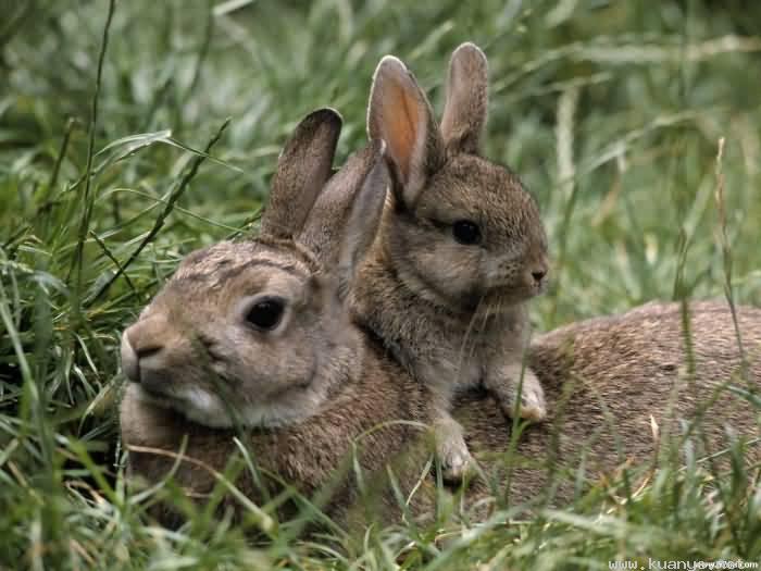兔形動物 兔形動物