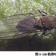 水稻稻潛葉蠅(稻潛葉蠅)