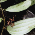 疣枝菝葜 疣枝菝葜