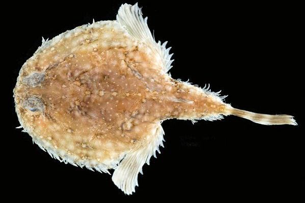 糙長鰭蝠魚 糙長鰭蝠魚