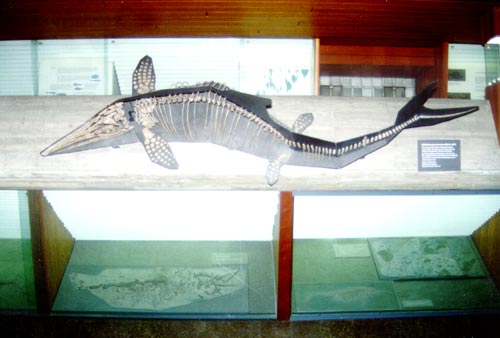 圖②：森根堡博物館裡的魚龍
