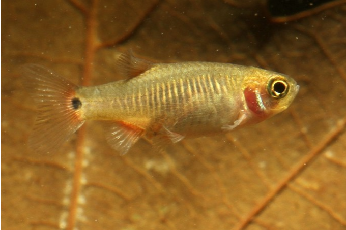小波魚屬 小波魚屬