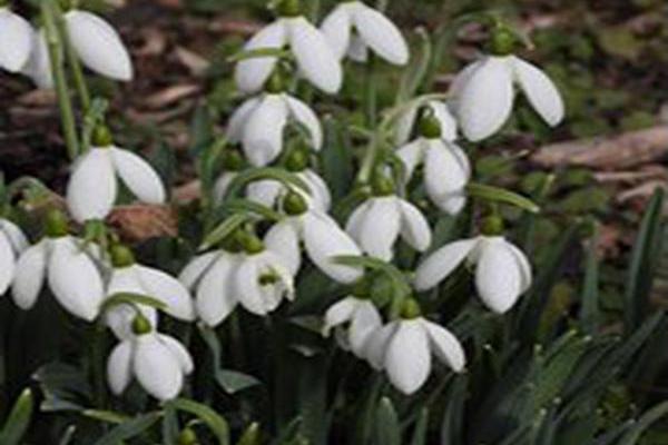 Galanthus nivalis Galanthus nivalis