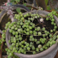 綠鈴 綠鈴