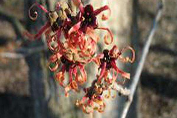 Hamamelis × intermedia \x27Fire Cracker\x27 Hamamelis × intermedia \x27Fire Cracker\x27