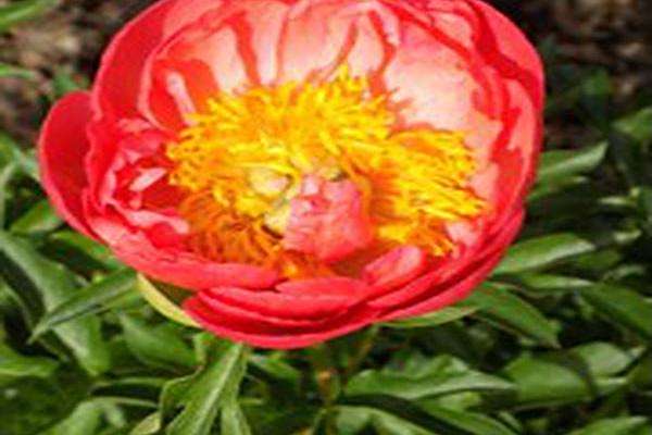 Paeonia \x27Coral Sunset\x27 Paeonia \x27Coral Sunset\x27
