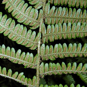 Dryopteris × complexa