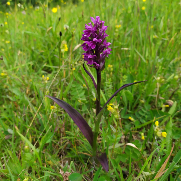Dactylorhiza majalis Dactylorhiza majalis
