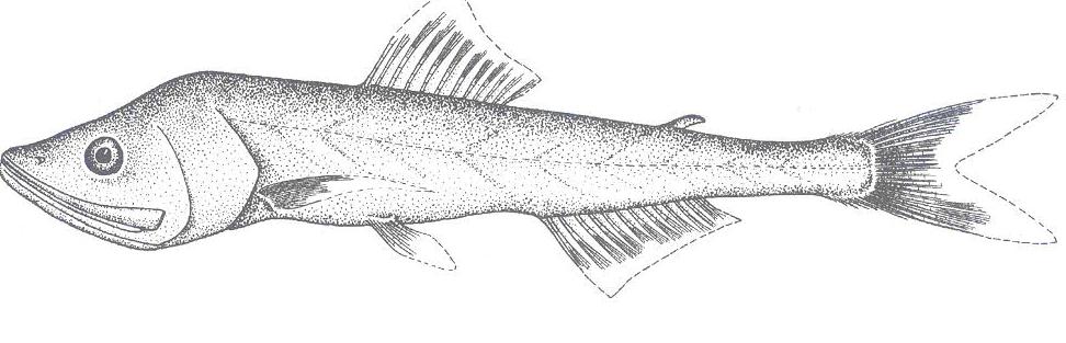 擬燈籠魚