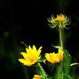 飄·菊花落 飄·菊花落