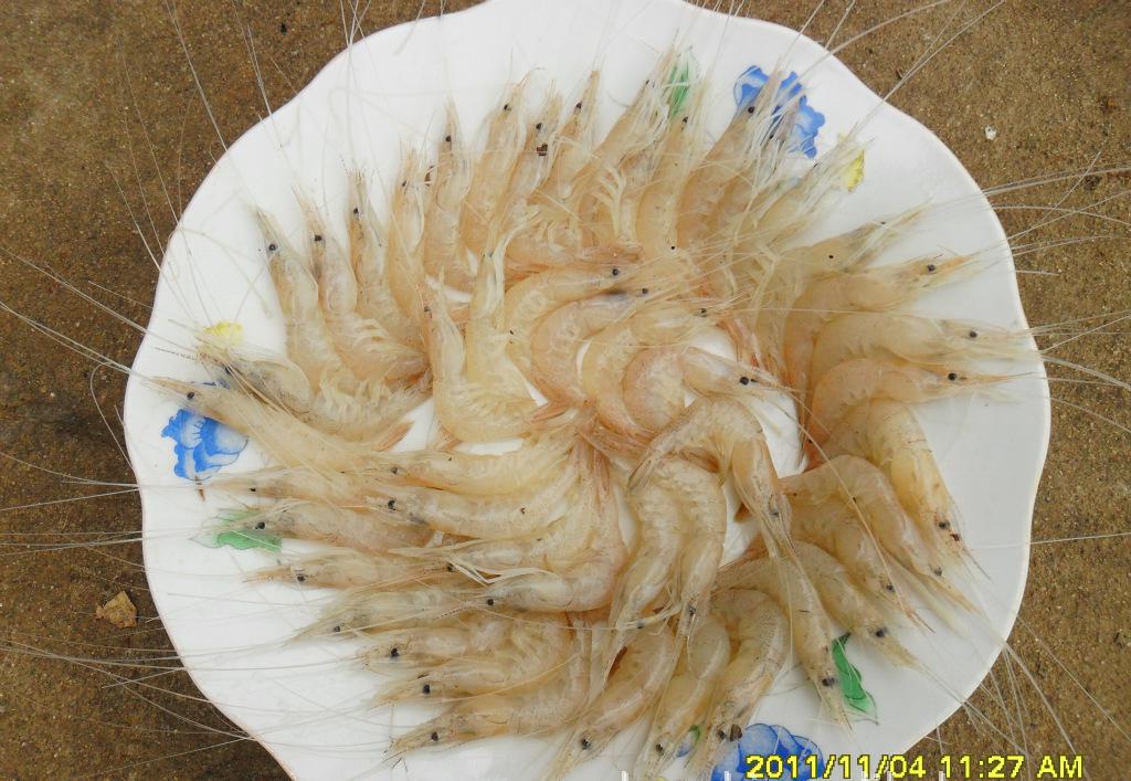 巢湖白米蝦