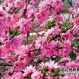 菊花碧桃 菊花碧桃