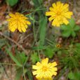 簇生山柳菊 簇生山柳菊