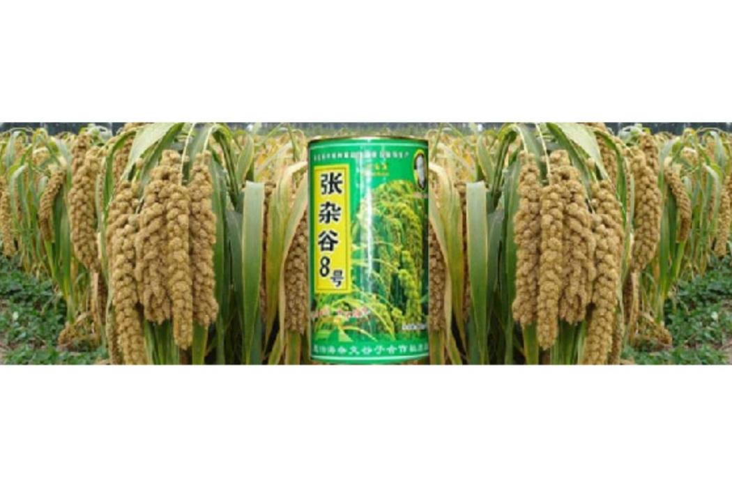 齊雜33號 齊雜33號