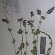 異色荊芥 異色荊芥
