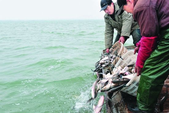 增殖放流(人工放流) 增殖放流(人工放流)