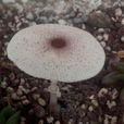 細環柄菇 細環柄菇