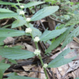 廬山樓梯草(蕁麻科樓梯草屬多年生草本植物) 廬山樓梯草(蕁麻科樓梯草屬多年生草本植物)