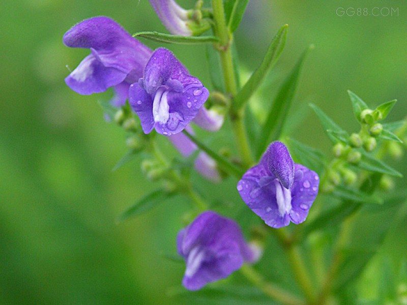 龍頭黃芩 龍頭黃芩