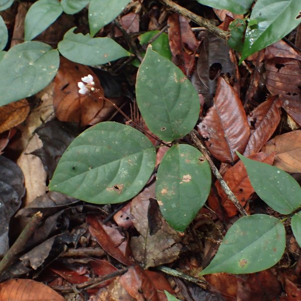 Desmodium axillare