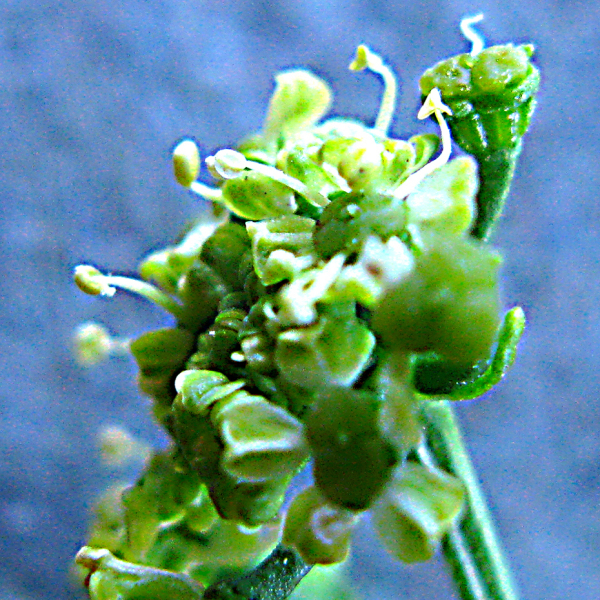 Dasispermum humile