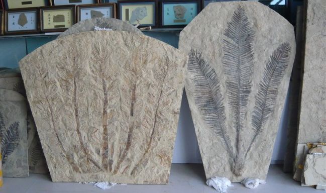 植物化石 北票石文化博物館提供