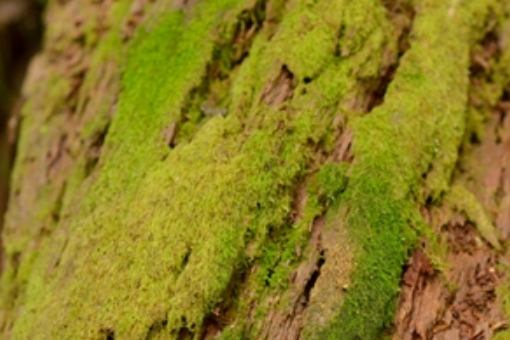 長胞苔屬 長胞苔屬