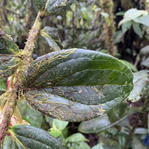 Ceratostema calycinum